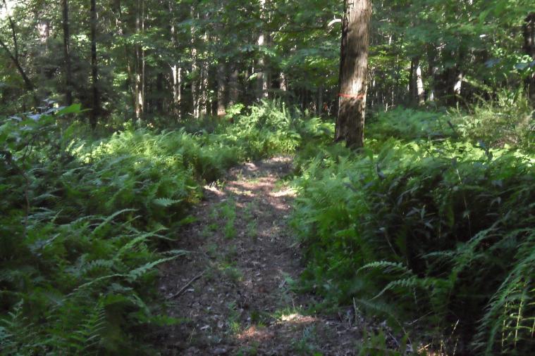 WOODS TRAIL